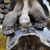 tortoise_galapagos_pa_v_0058_ecu2084.jpg